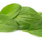 Фото: Подорожник для зачатия - его свойства, применение и польза