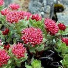 Фото: Красная щетка и беременность - свойства, применение и потенциальные риски